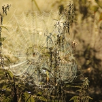 "Keď pavúk svoje siete dotká..."