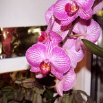 Orchidee