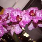 Orchidee