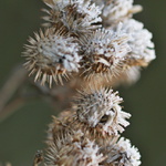 mrazivci