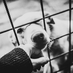 I pes touží po domově / 1