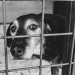 I pes touží po domově / 2