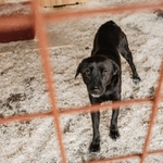 I pes touží po domově / 3