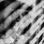 I pes touží po domově / 4