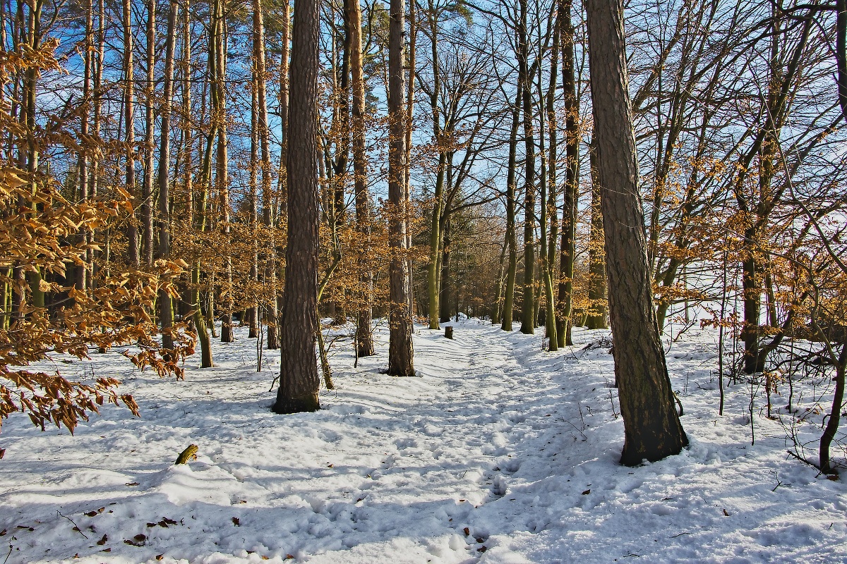 lesní