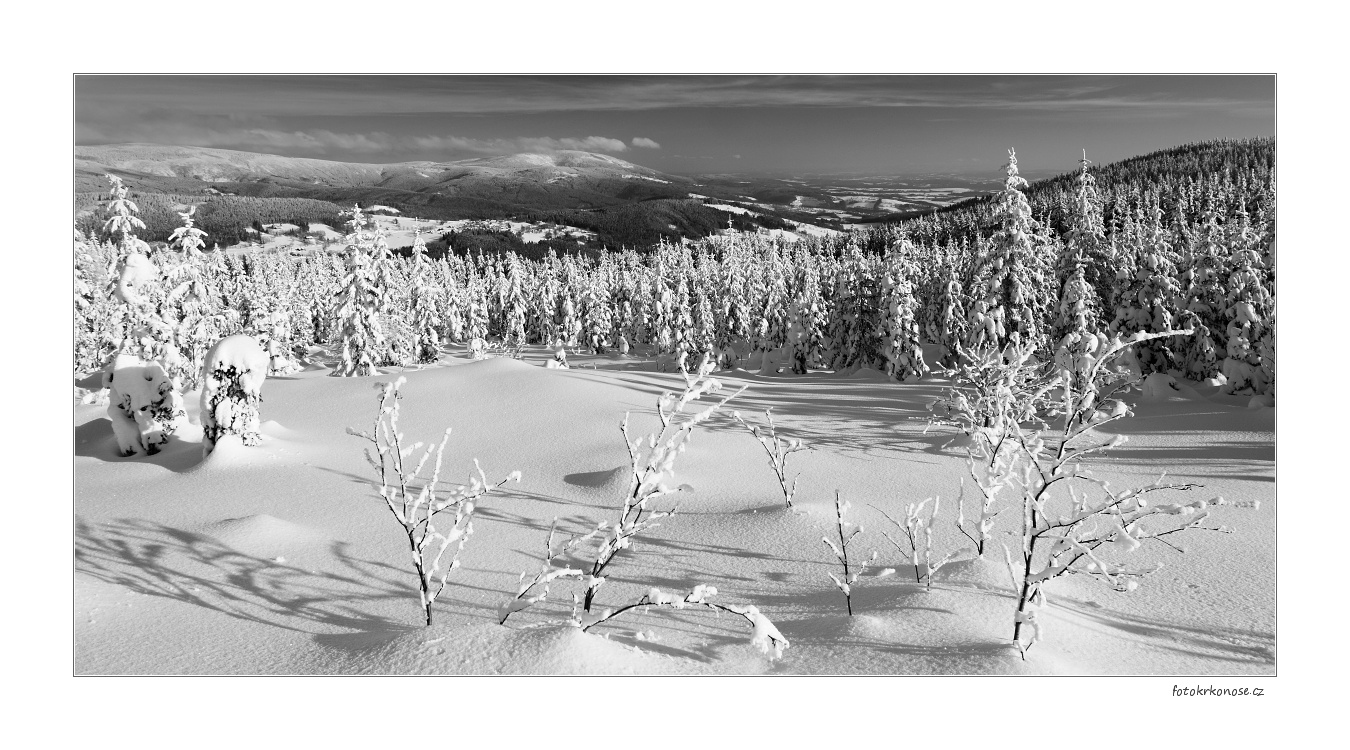 Na borůvkové pasece