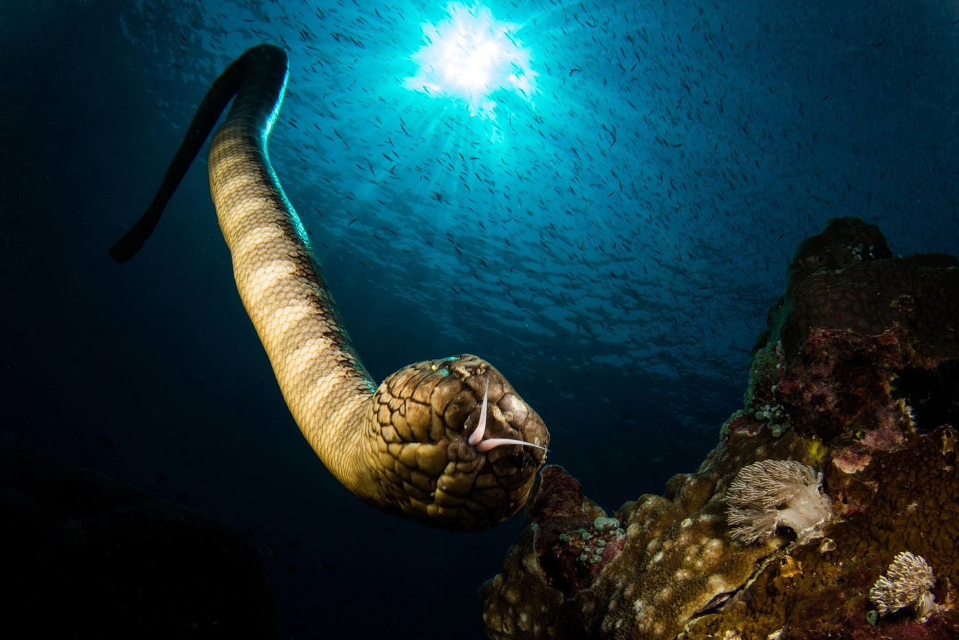 Ornate Reef Sea Snake