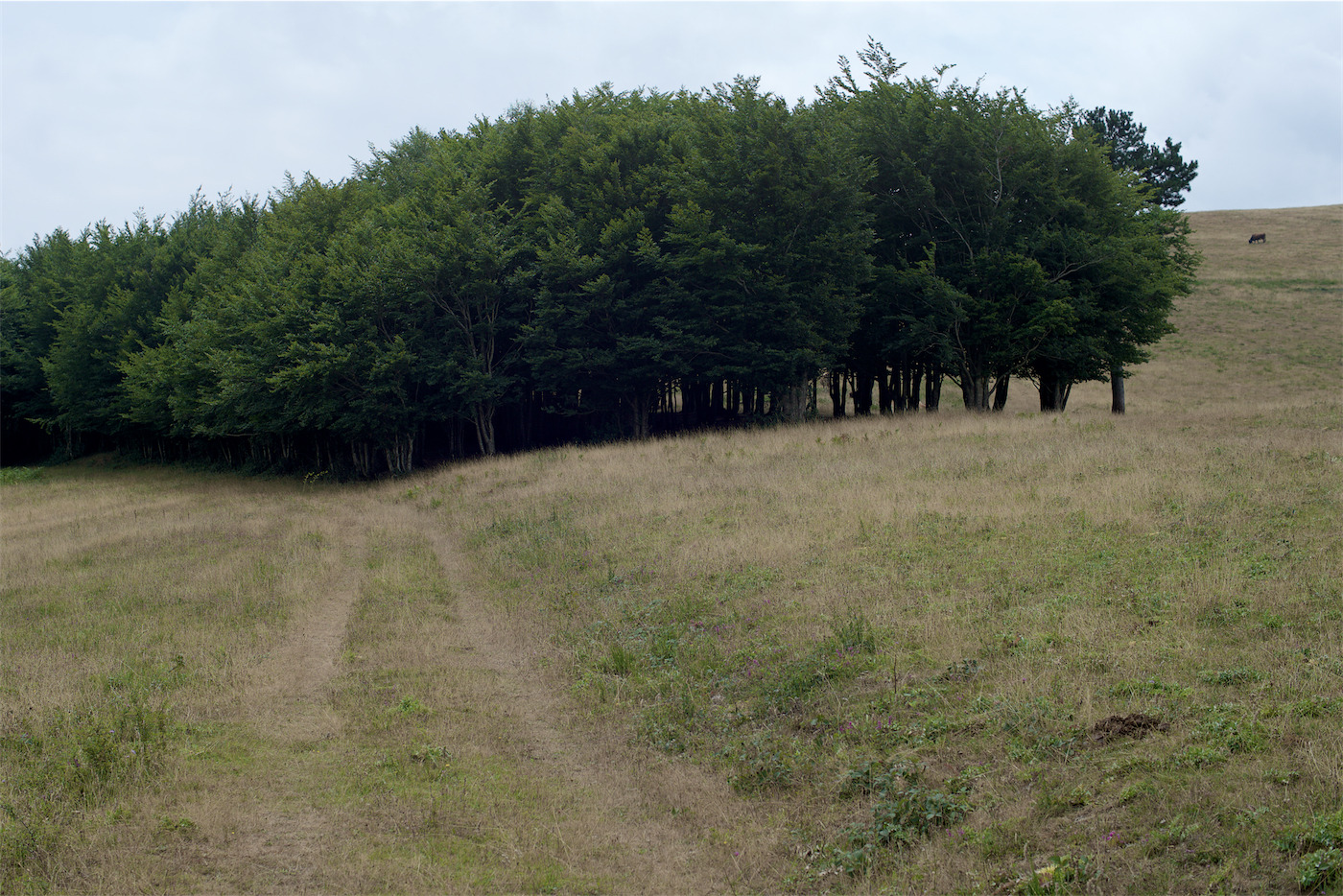 kráva