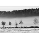 pole, stromy, mlha, les