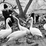 Krmení divoké zvěře