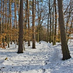 lesní
