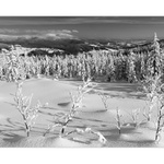 Na borůvkové pasece