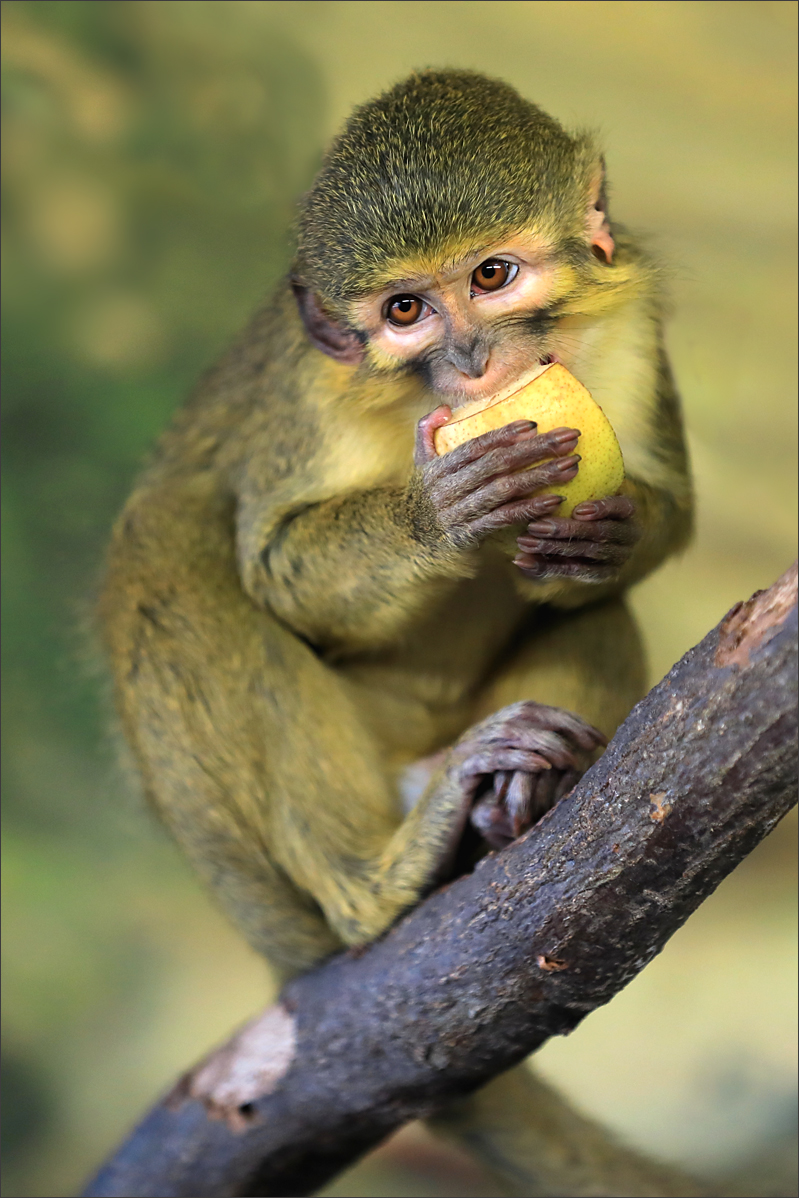 Talapoin severní