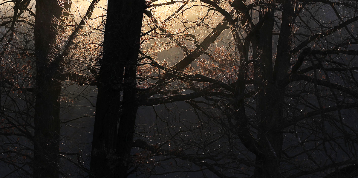 Pavučina