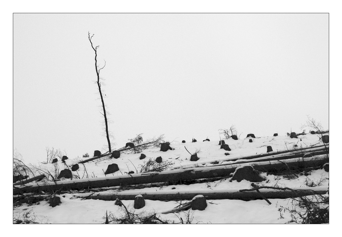 Kůrovcová kalamita