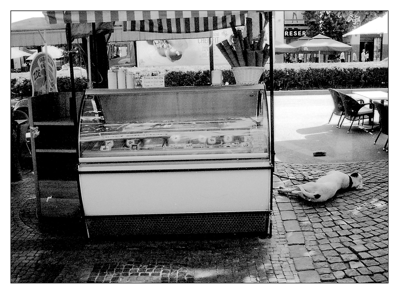 Tady chcípnul pes.....