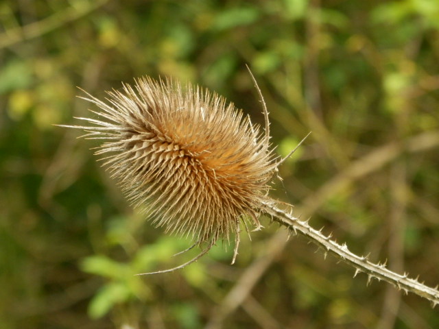 Bodlák.