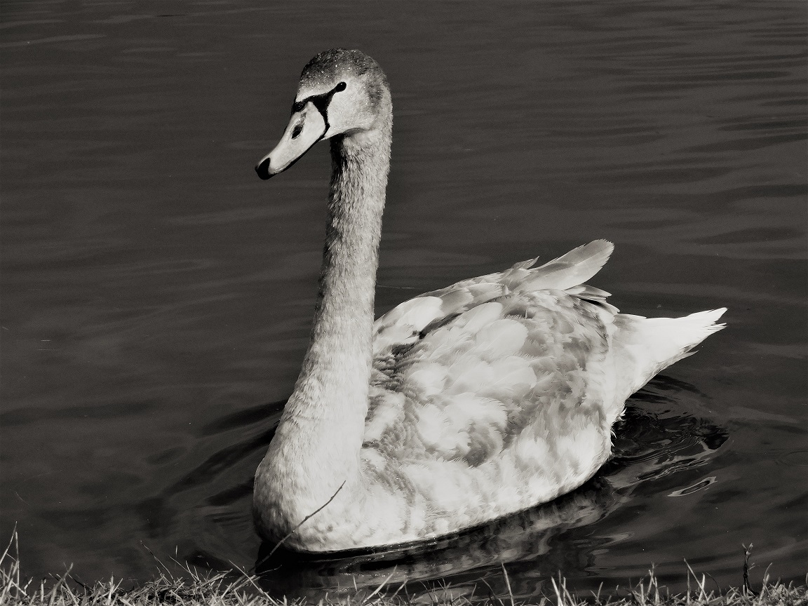 Labuť