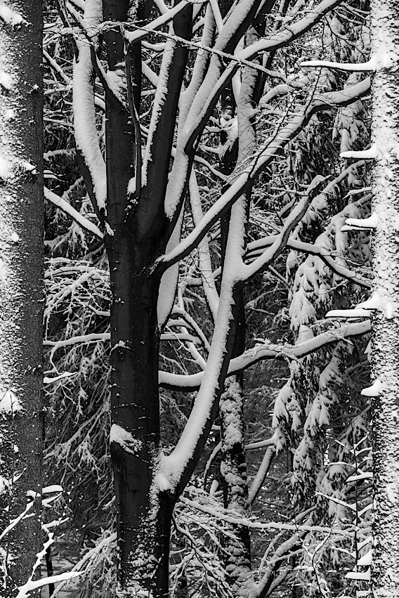 Pres same stromy neni videt les...