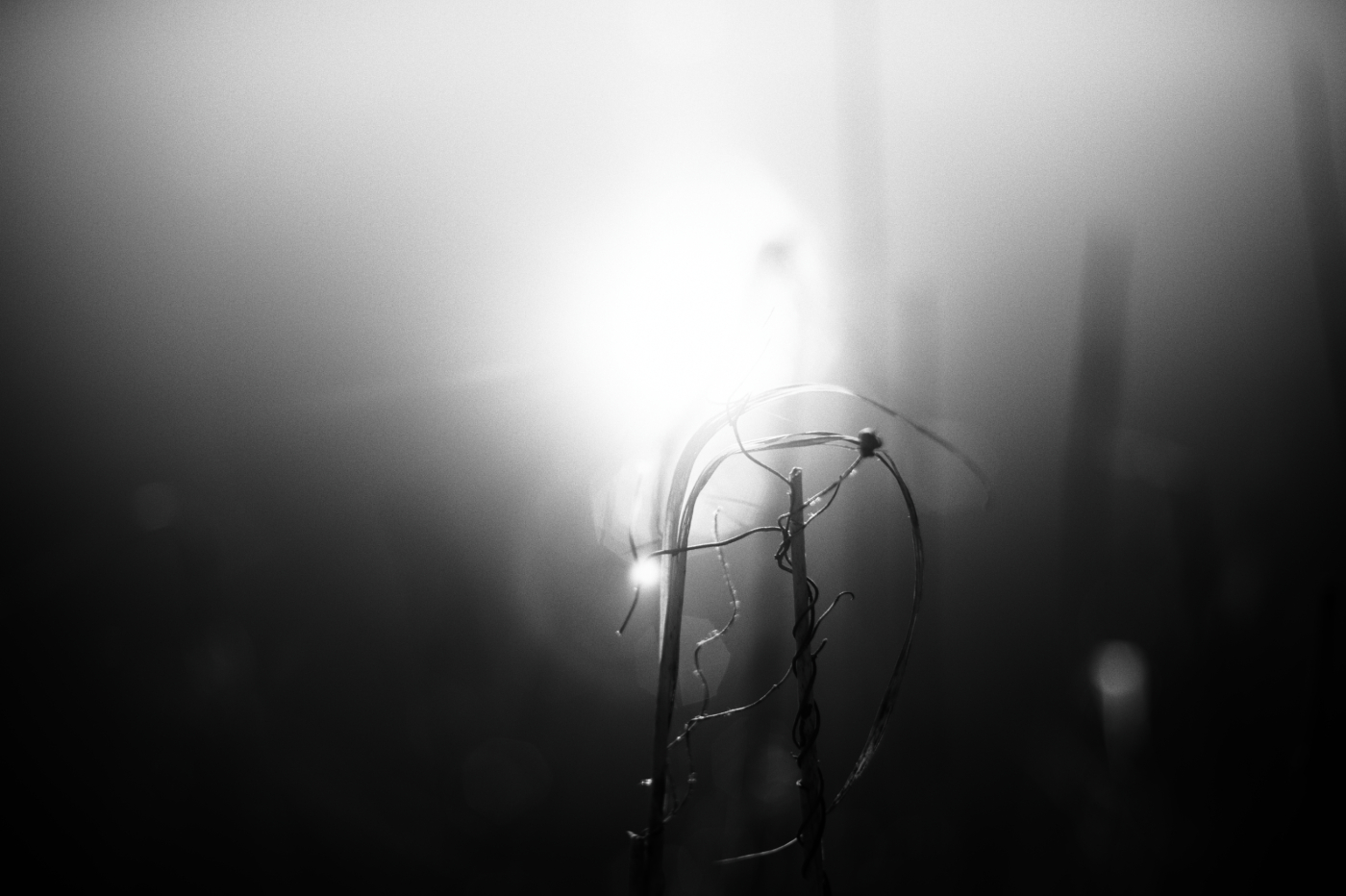 rákosové téma č.2002