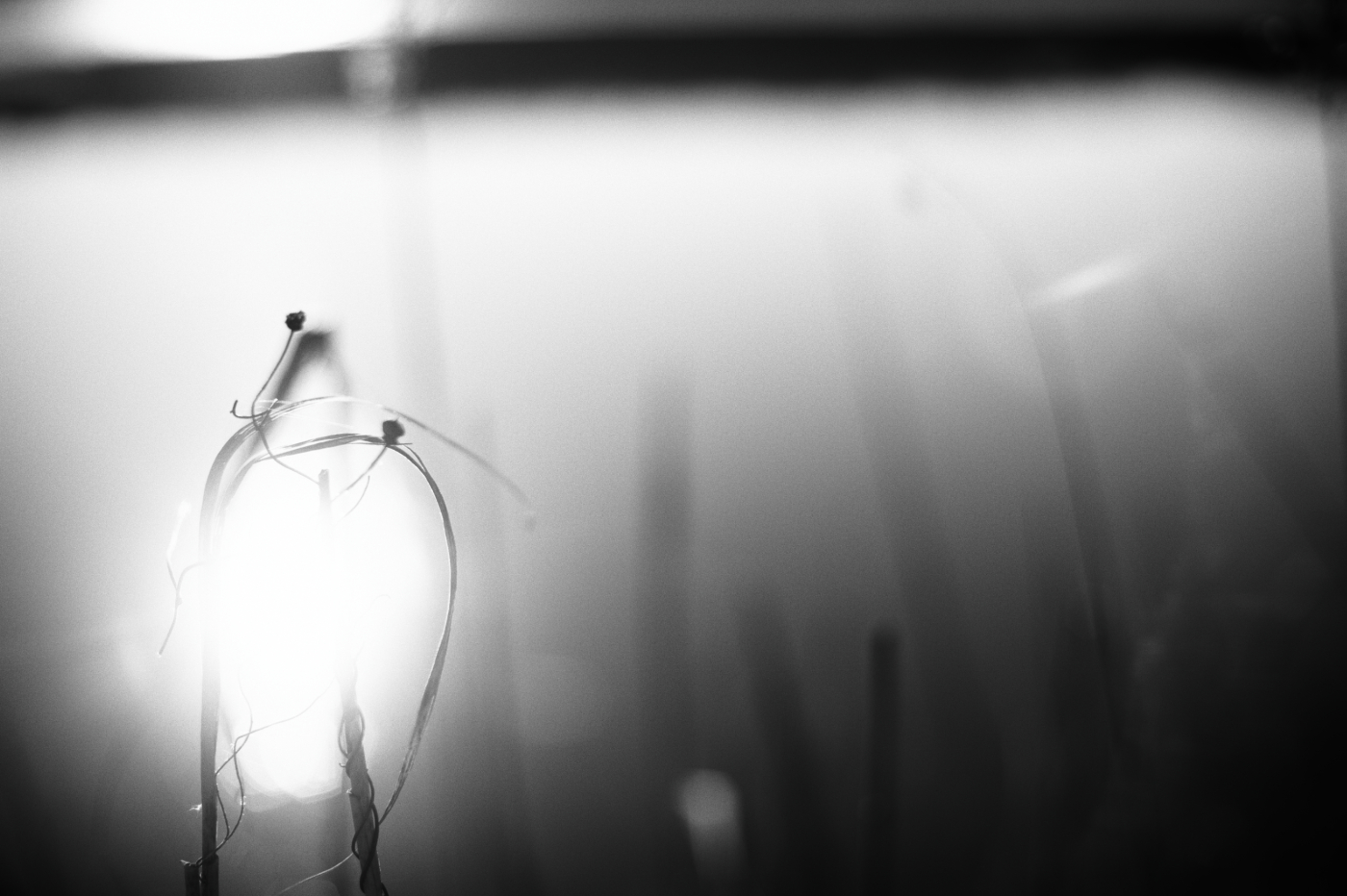 rákosové téma č. 2414