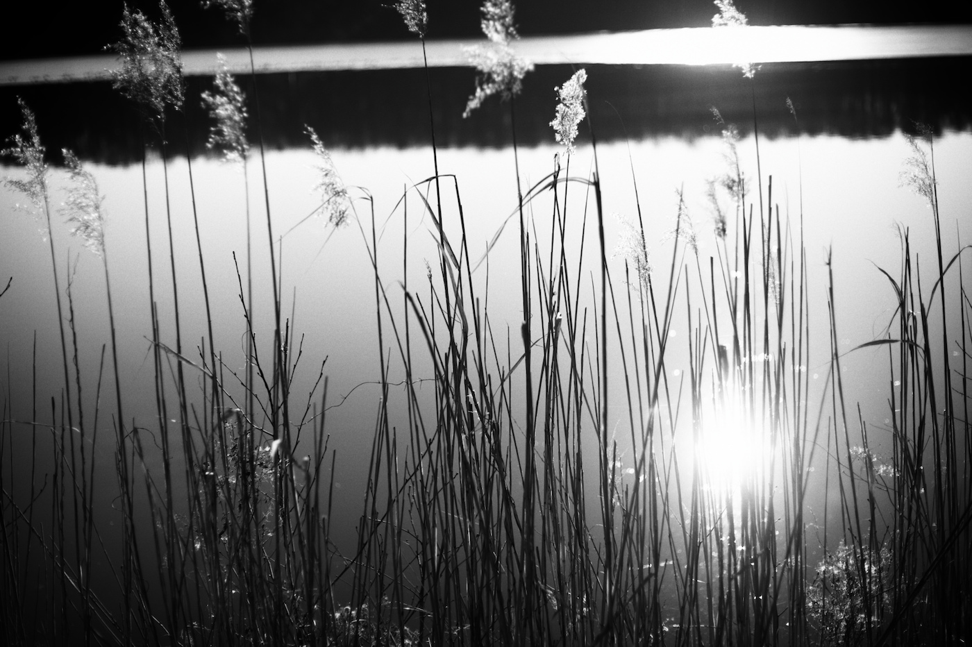 rákosové téma č. 1517