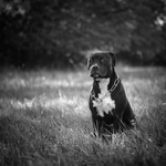 Parťák pro všechny situace :)