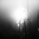 rákosové téma č.2002