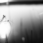 rákosové téma č. 2414