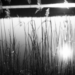 rákosové téma č. 1517