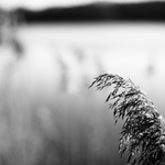 rákosové téma č. 1515