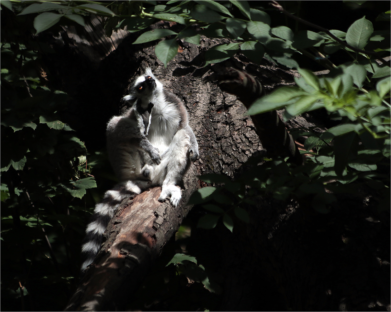 Jako doma, na Madagaskaru...