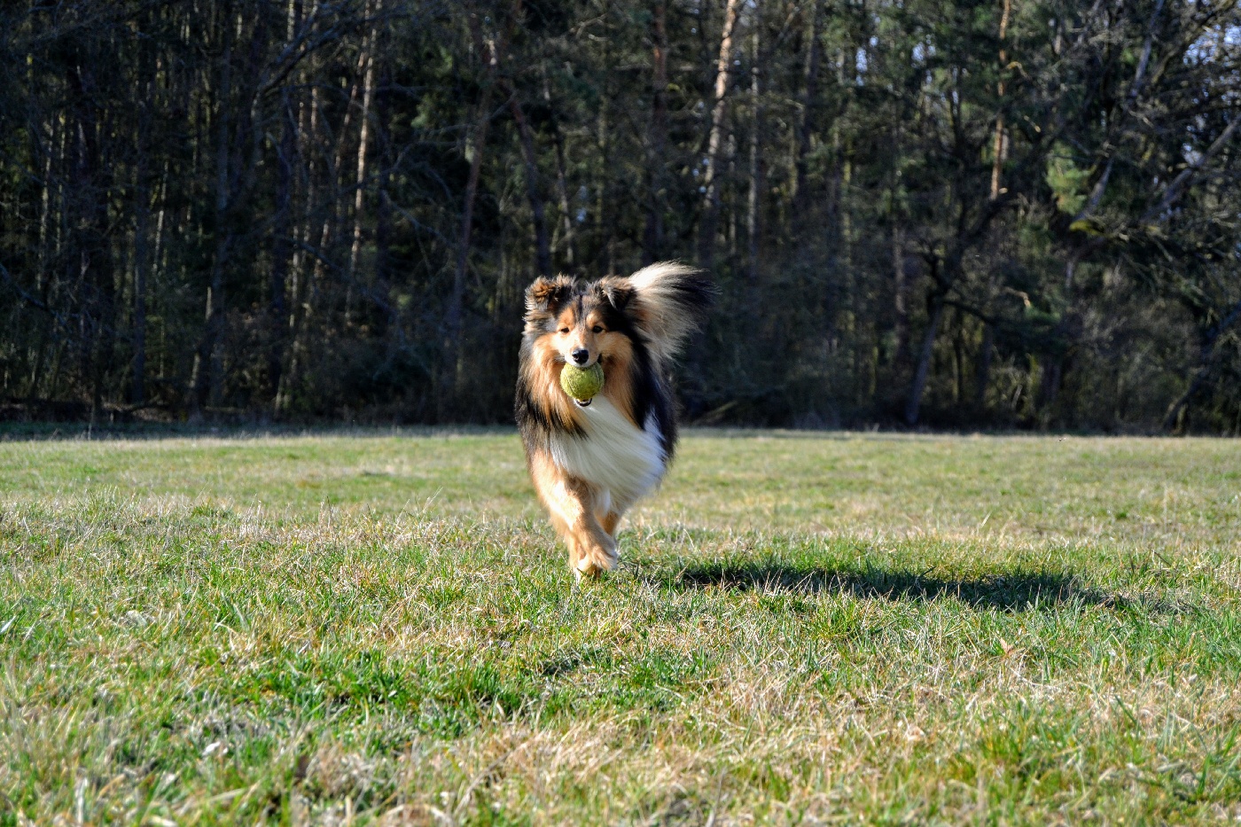 Sheltie