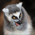 Lemur kata
