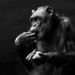 Šimpanz učenlivý