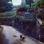 Bellinzona 1983