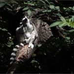 Jako doma, na Madagaskaru...