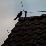 Večerní čekání.