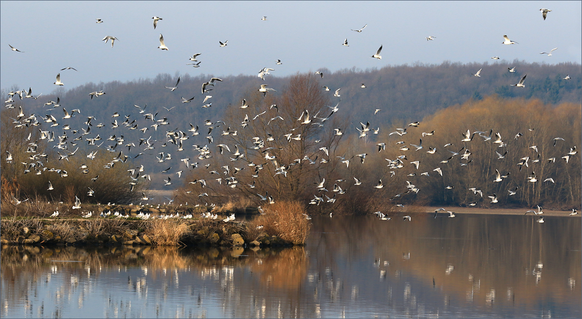 Ještě jednou u racků