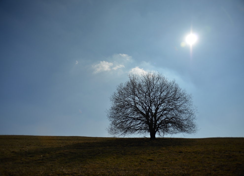 Solitér z Moravských Kopanic