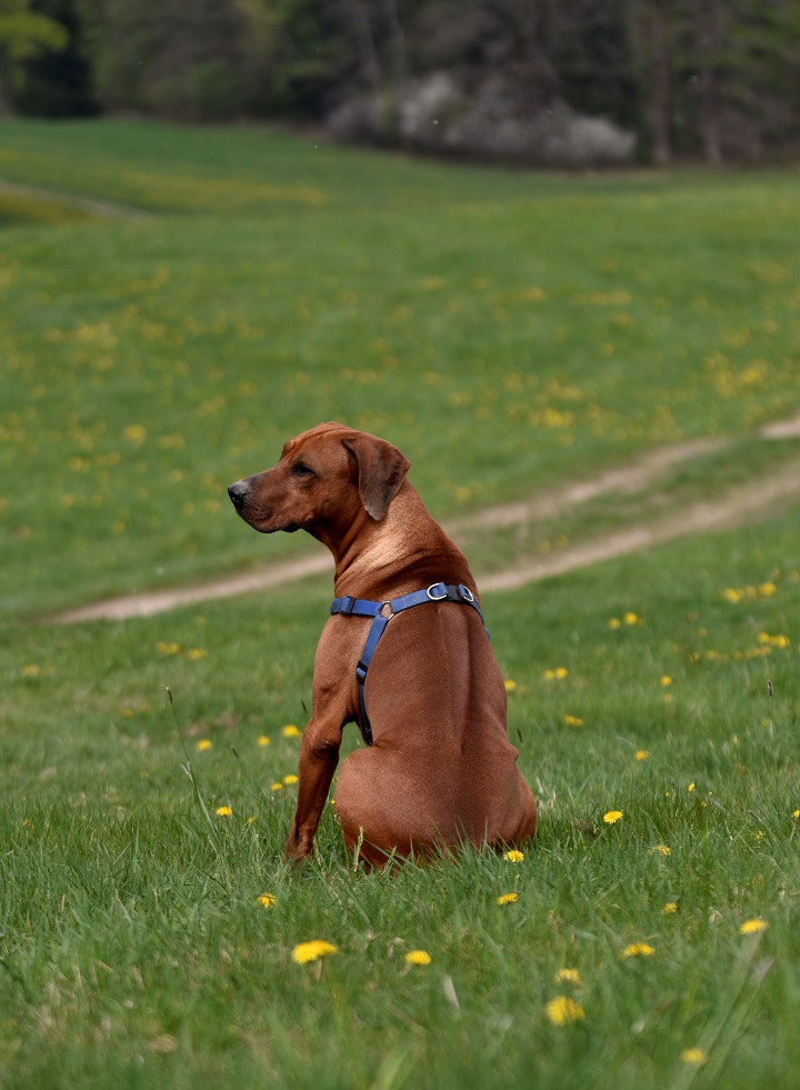 RidgeBACK