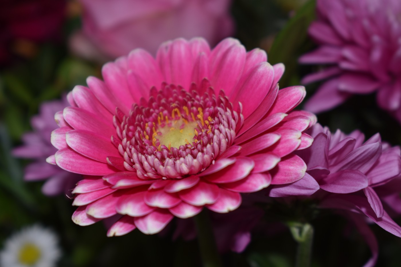 Gerbera