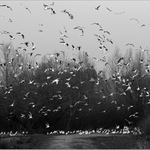 Racek, kam se podíváš