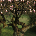 Philips LED Classic, 25 W, 160 kusů