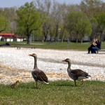 Pri Neziderskom jazere