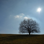 Solitér z Moravských Kopanic