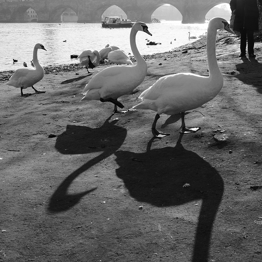 u Lužického semináře