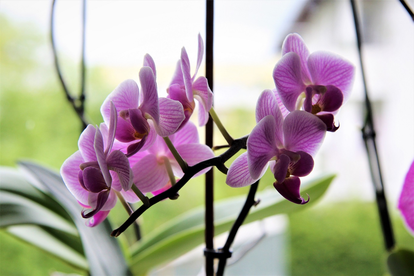 Orchidee