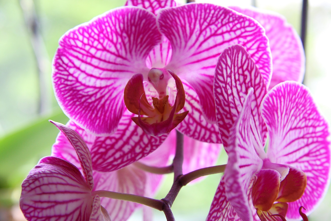 Orchidee