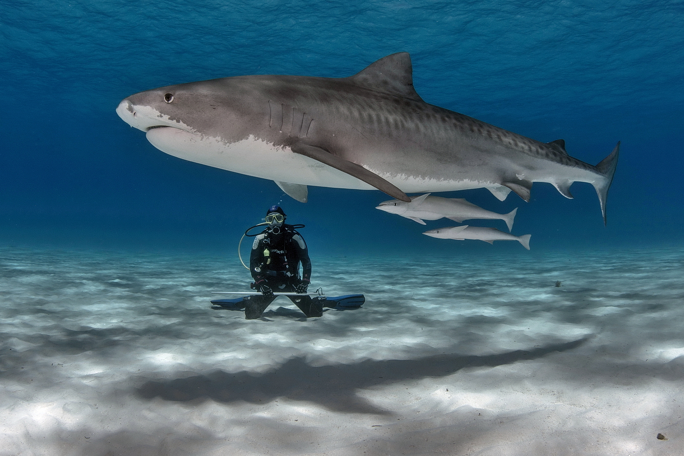 Tiger Shark Meditation